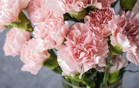 Know your flower eating facts. Did You Know You Can Eat These 5 Flowers? | Cookist.com