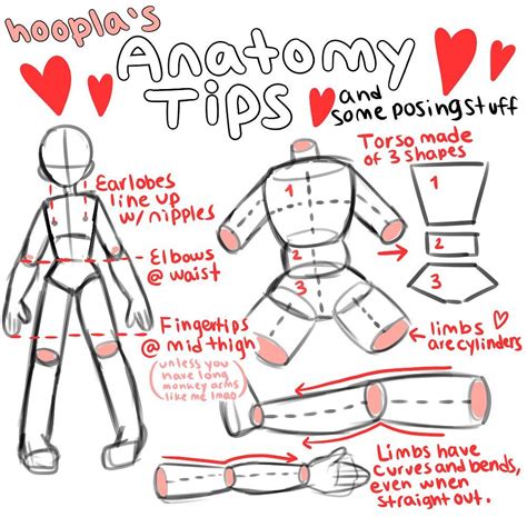 乙𝕆𝔼𝔼 on instagram “i ve had a few people ask how i draw anatomy so i made this this isn