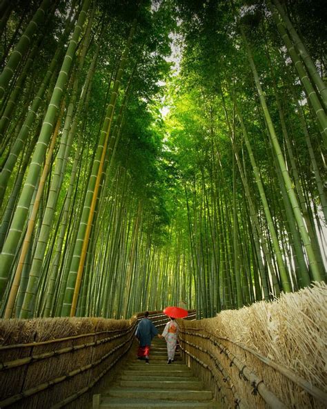 My secret bamboo forest |Kyoto Japan| | Bamboo forest kyoto, Bamboo forest, Forest