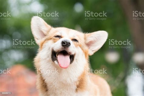 Corgi Dog Smile And Happy In Summer Sunny Day Stock Photo Download
