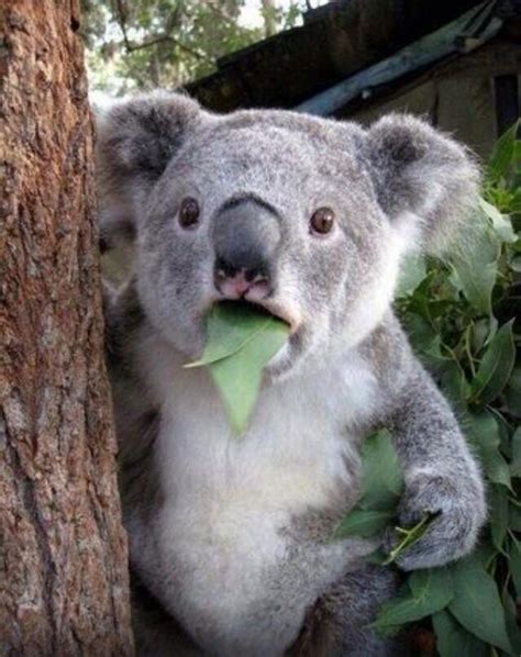 Koala Bear Funny Cute Funny Memes Funny Stuff Super Funny Lds Memes