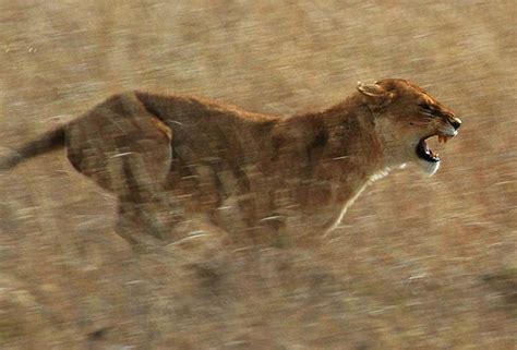 Fastest Animals In The World Top 12