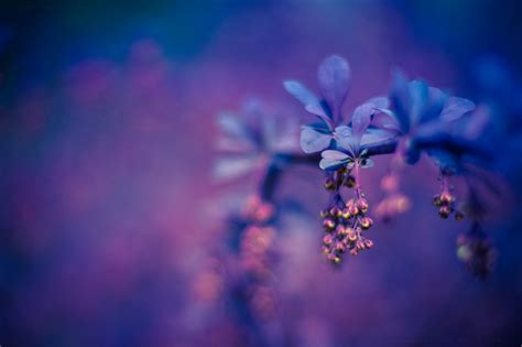 Photography Colorful Macro Flowers Purple Wallpapers