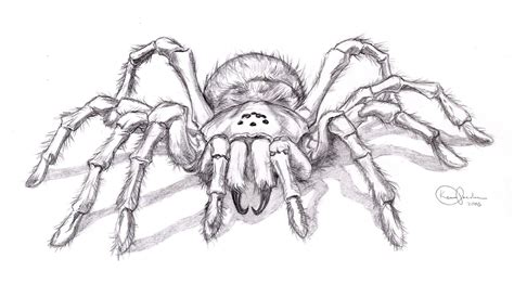 View full size black widow spider clipart and download transparent clipart for free! Tattoo Design - Spider by KennyGordon on DeviantArt ...