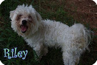 Below are the verified reviews from guests that the hotel was decent. New Jersey, NJ - Poodle (Miniature)/Bichon Frise Mix. Meet NJ - Riley, a dog for adoption. http ...