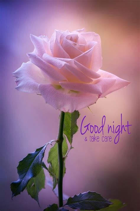 Sweet Dreams Good Night Image With Rose Animaltree