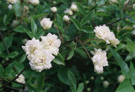 Elegir Flores Para Zonas De Sombra Y Media Sombra Para Decorar El Jardín