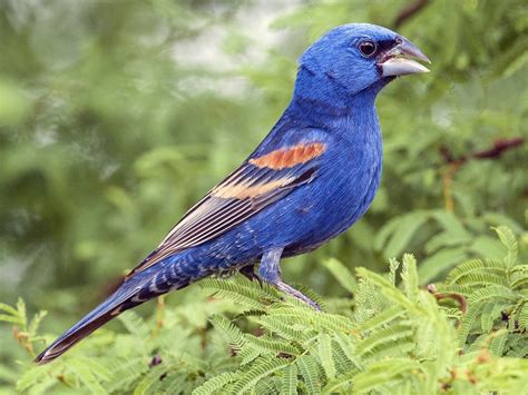 Pin On Cardinals Buntings And Grosbeaks Honeycreepers