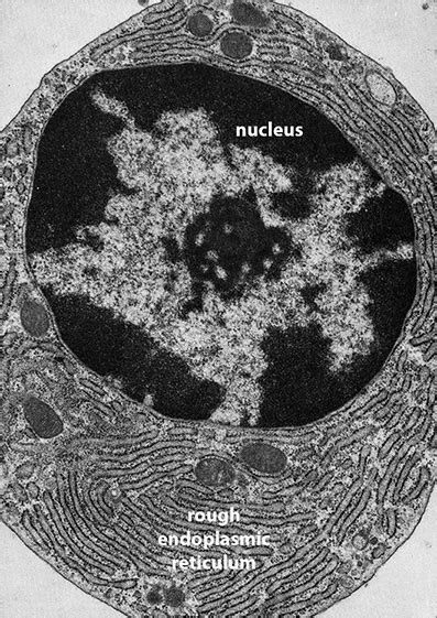 Biol 230 Lecture Guide Electron Micrograph Of Rough Endoplasmic Reticulum