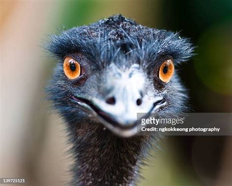 Emu Face Photos And Premium High Res Pictures Getty Images
