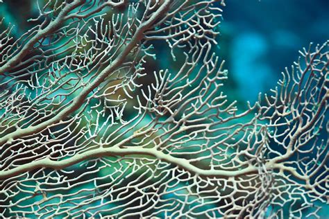 Coral Texture Photograph By Mothaibaphoto Prints Pixels
