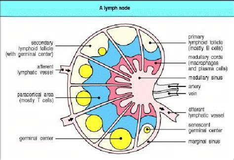 Structure Of A Lymph Node From 16 Download Scientific Diagram