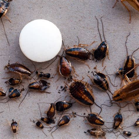 Как выглядят маленькие тараканы только родившиеся фото