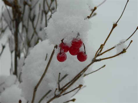 무료 이미지 나무 분기 눈 겨울 식물 잎 꽃 서리 얼음 날씨 시즌 작은 가지 동결 매크로 사진 레드