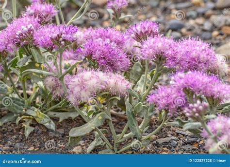 Flowers Pink Fluffy Steppe Close Up Stock Photo Image Of Steppe
