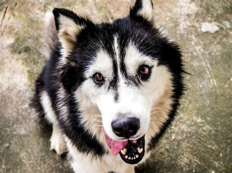 Smile Dog Stock Photo Image Of Husky Siberian Cute