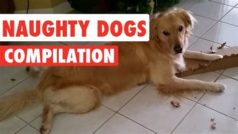 Naughty Dogs Video Compilation 2016 Youtube