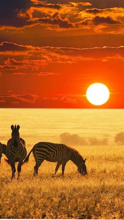 Stunning Zebras At Sunset In Africa African Animals Africa Zebras