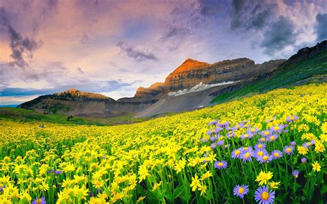 Beautiful Landscape Spring Meadow With Yellow And Purple