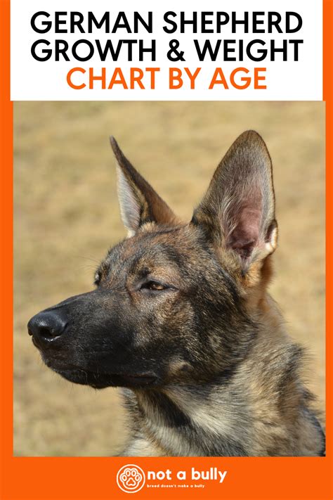 German Shepherd Growth And Weight Chart By Age Pictures In 2023