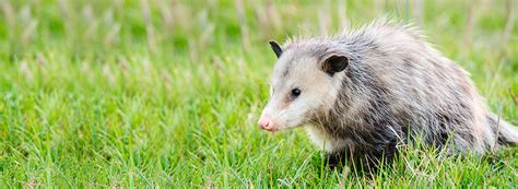 Opossum Removal Services Rentokil