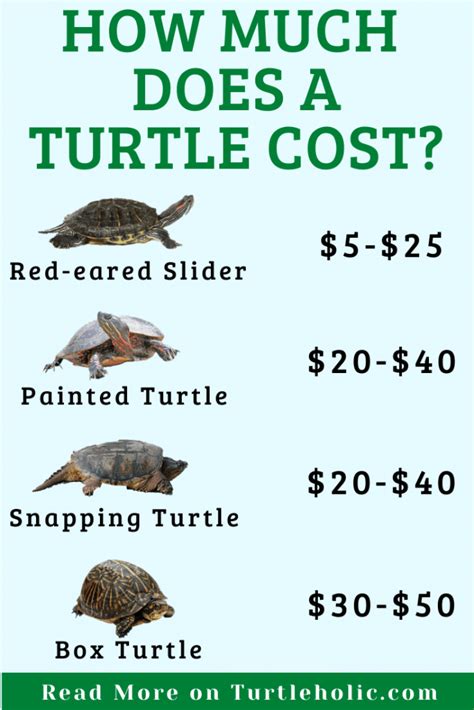 How Much Do Turtles Cost Turtleholic