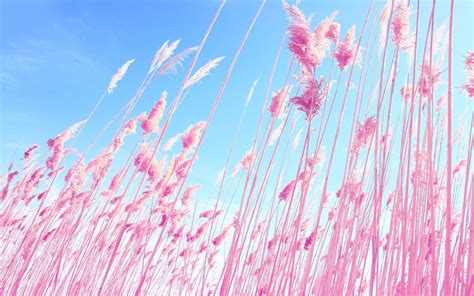 Pink Nature Wallpaper ·① Wallpapertag