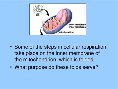 Cellular respiration takes place in mitochondria of the animal cells. PPT - Cellular Respiration PowerPoint Presentation, free download - ID:4149842