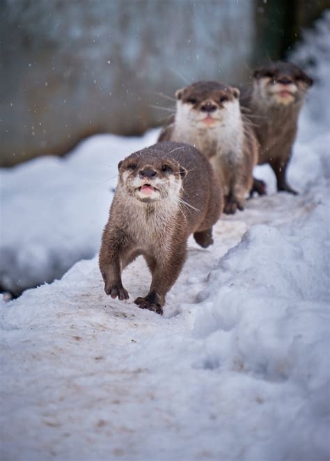 Animals Explore Winter Wonderland As Snow Blankets Wildlife Park