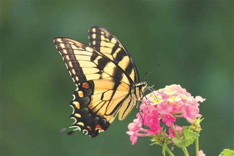 All About Japanese Tiger Swallowtail Butterflies And Caterpillars