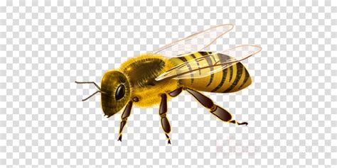 Bee Png Clipart Realistic Bee Clip Art Free Transparent Png Images