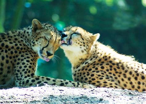 9 Animal Love Stories For Valentines Day