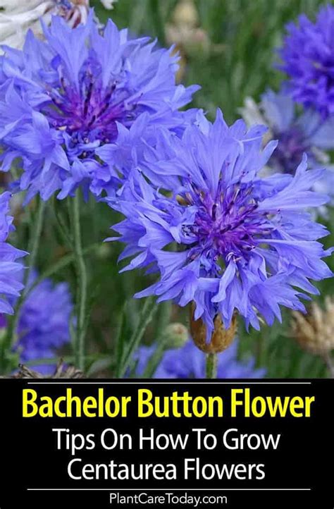Bachelor buttons, or cornflower, are a dazzling edible flower and you can find them in shades of purple, blue, pink and white. Bachelor Button, Cornflowers: How To Grow Centaurea ...