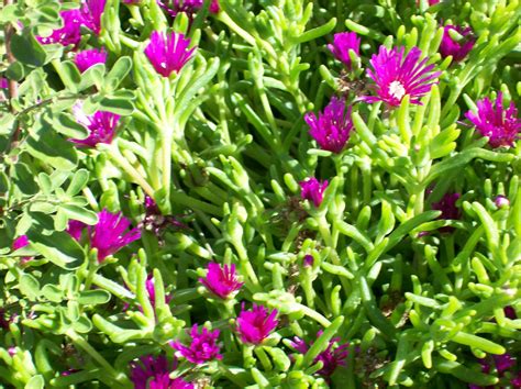 A real gem of a flower. This desert flower was beautiful. As the day goes on, the ...