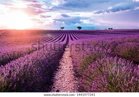 Lavender Field Sunset Lonely Trees Background Stock Photo Edit Now