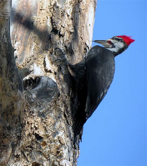 Recorded near santa marta, colombia. Pileated Woodpecker (Male) | Flickr - Photo Sharing!