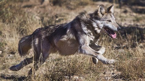 Mexican Gray Wolf Cattle Cant Coexist Let Wolves Have Public Land