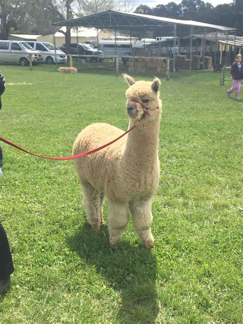 Llamas vs camels being members of the family: Kostenlose foto : Weide, Fauna, Lama, Alpaka, Wirbeltier ...