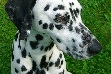 Breed Highlight Dalmatian All Pets Blog Of Current Happenings And