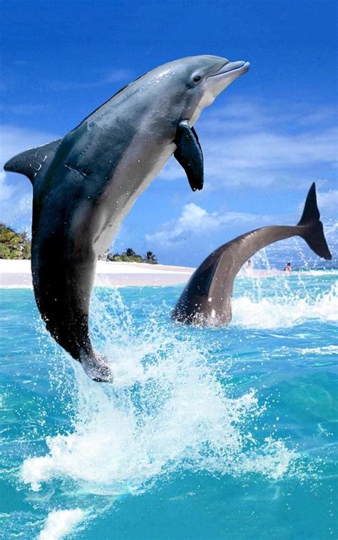 Popular categories like abstract wallpapers, animal wallpapers, landscape and nature wallpapers. Dolphin HD Live Wallpaper for Android - APK Download