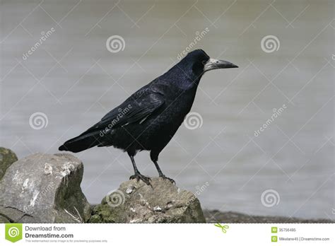 Rook Corvus Frugilegus Stock Image Image Of Crow Rookery 35756485