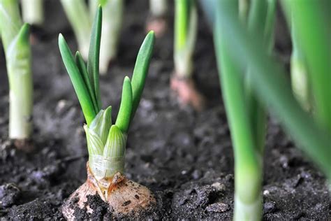 How To Grow Winter Onions Gardeners Path