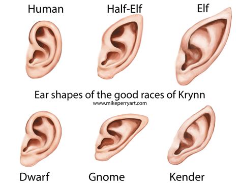 Artstation Fantasy Ear Anatomy