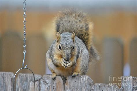Praying Squirrel Photograph By Paul Wesson