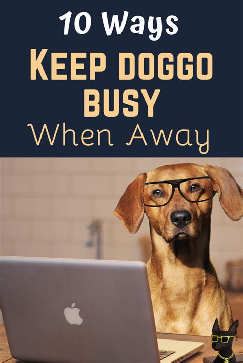10 New Ways To Keep Your Dog Busy While At Work Dog Activities Best