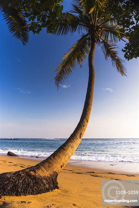 Palm Tree Mirissa Beach South Stock Photo