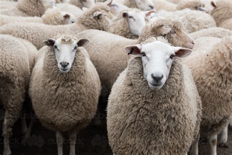 Image Of Flock Of Sheep Ready To Be Shorn On Shearing Day Austockphoto