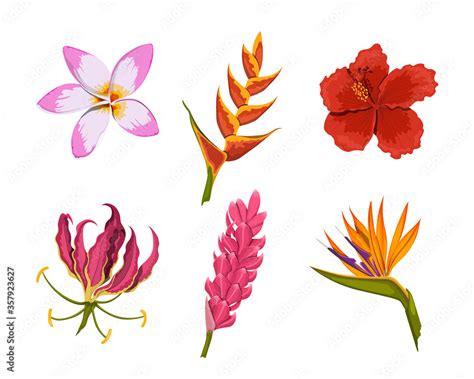 Rainforest Flowers Clipart Best Flower Site