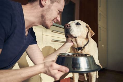 Pet Owner Feeding Of Hungry Dog At Home Kitchen Stock Image Image Of
