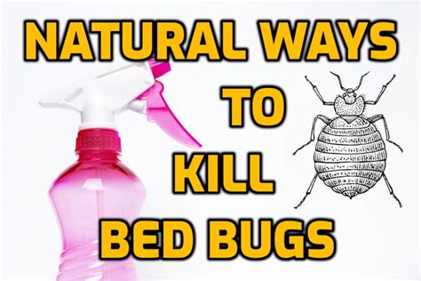 Homemade Bed Bug Spray Vinegar Does Baking Soda Kill Bed Bugs A Quick